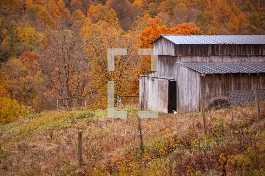 Cat in the doorway of old wooden barn with metal roof near the woods with trees that have fall foliage during autumn 