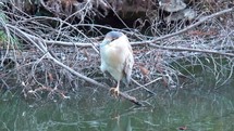 bird in thicket on water.