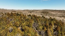 Aerial view of evergreen and dead trees in winter.