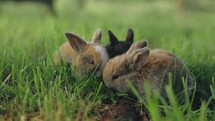 Group of Cute baby Rabbits Eating