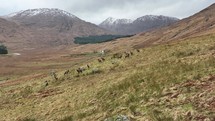 Magnificent deer in the Scottish Highlands.