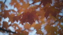 Orange Maple Leaves In The Wind