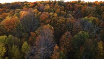 Drone Shot Of Beautiful Autumn Colors In The Forest