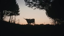 Longhorn Cow Silhouetted At Sunset