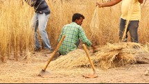 men working in wheat felids in India 