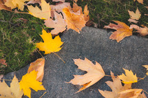 Autumn fallen maple leaves on the edge of a broken sidewalk