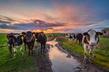 Friendly cows say hello at sunset. Northern California, USA.