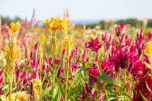 Flowers in the field with distant horizon
