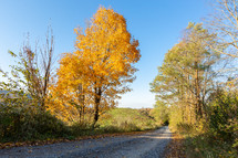 Bright orange fall tree next to rural gravel road through autumn forest horizontal