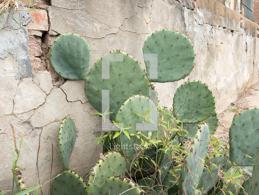 prickly pear cactus by an old wall