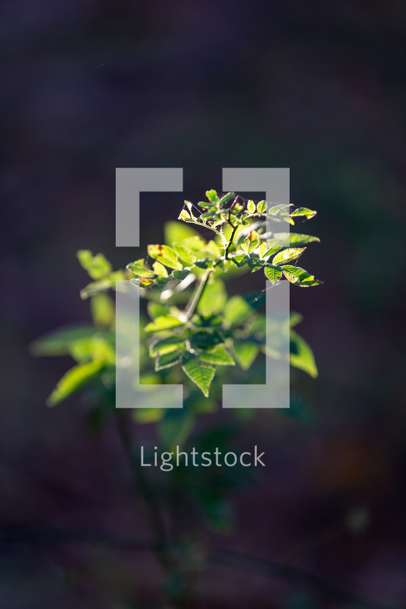 Illuminated green plant with dark background