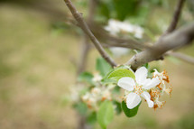blooming fruit tree 