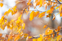 Golden autumn leaves on branches