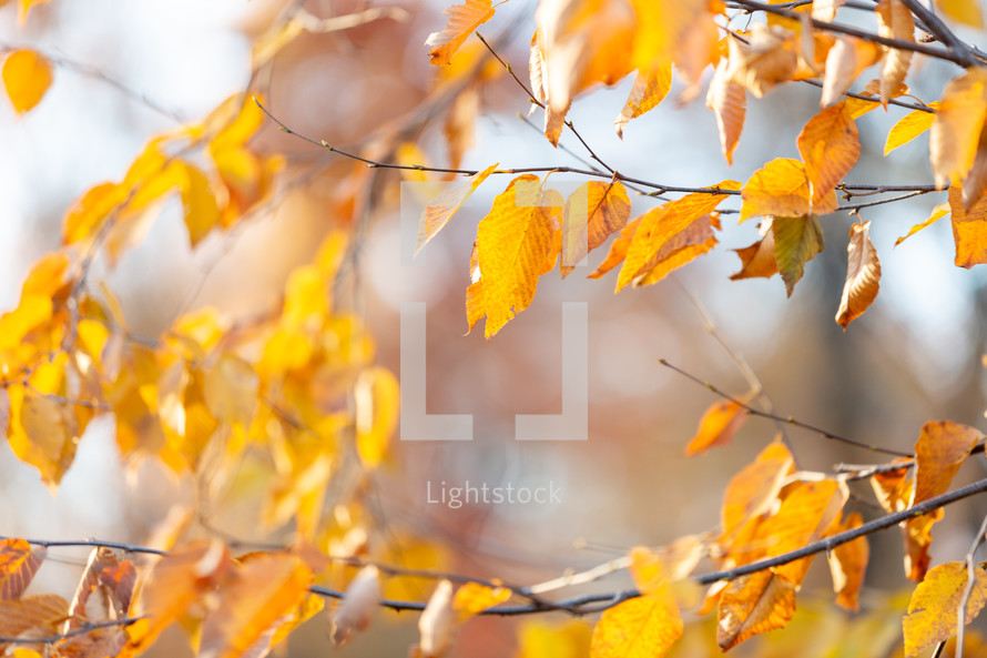 Golden autumn leaves on branches