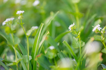Vibrant white flowers and grass