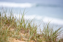grass on a sand dune 