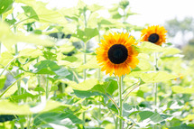Bright sunshine on sunflower in garden