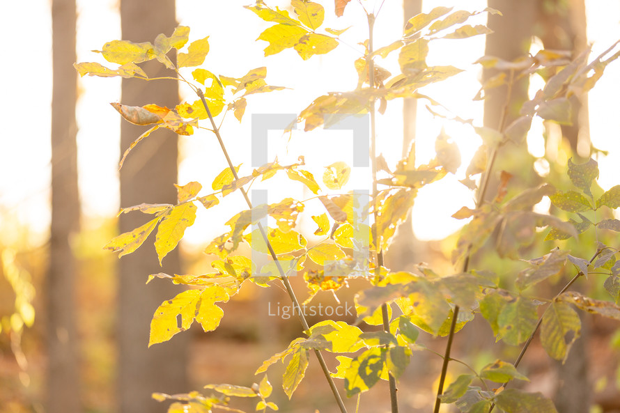 Yellow autumn leaves with glowing sunshine