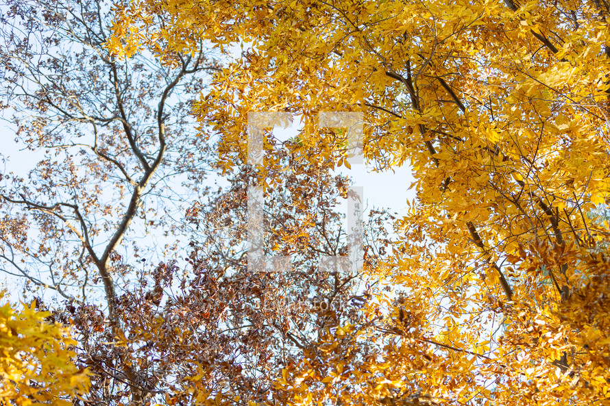 Autumn treetops looking up perspective