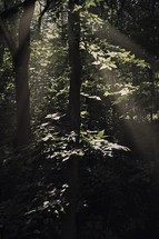 sunlight shining through a forest 