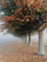 row of fall trees and fog 