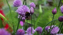 Large Bumblebee Collecting Pollen From Chive Flowers
