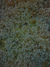 lichen texture background 