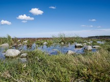 shallow water in marshlands of Öland, Sweden
