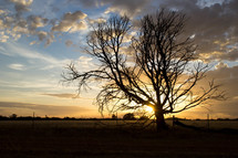 tree with bare branches in a field at sunset 