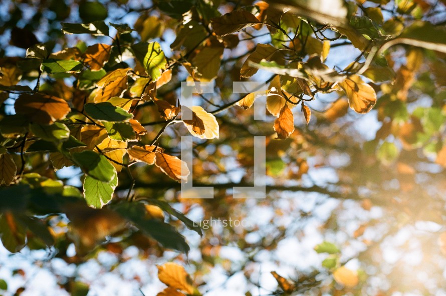 sunlight on fall leaves on a tree