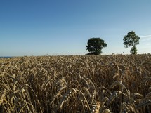 wheat field in Sweden