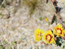 yellow cactus blooms 