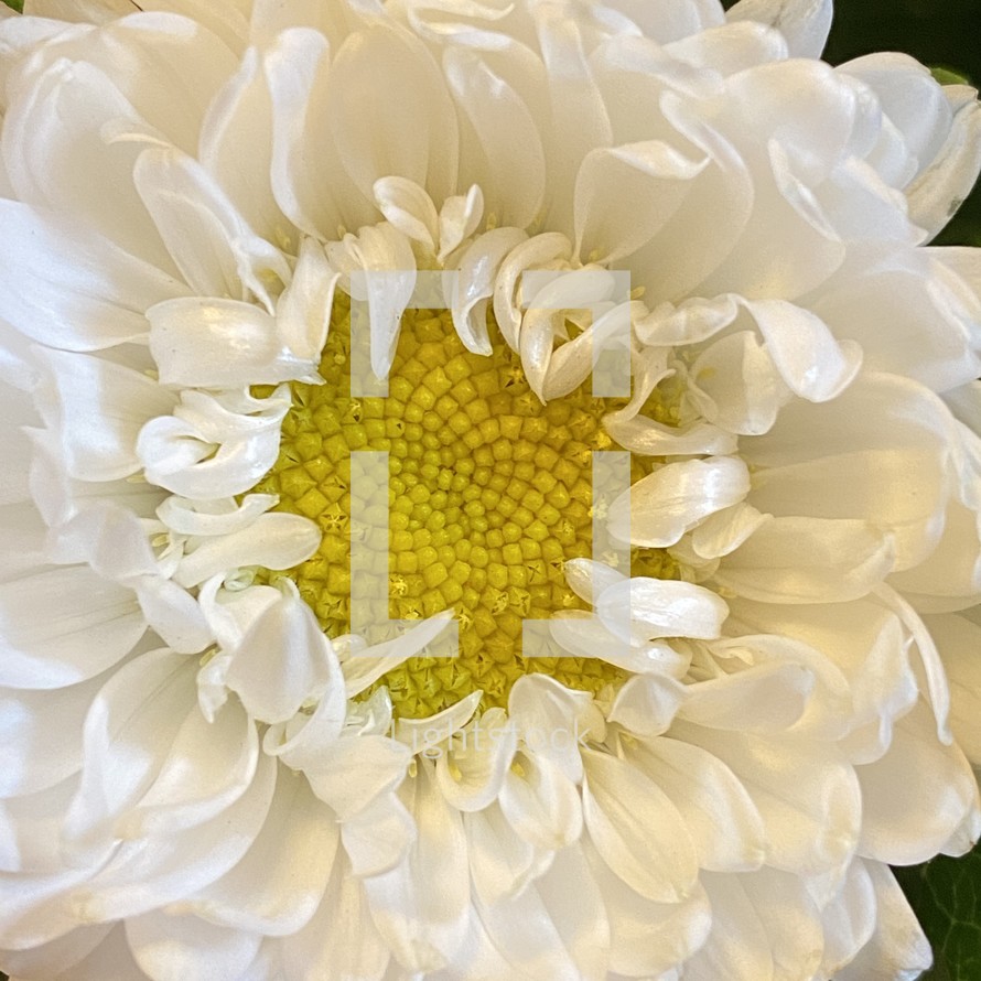 center of a white flower, tightly cropped