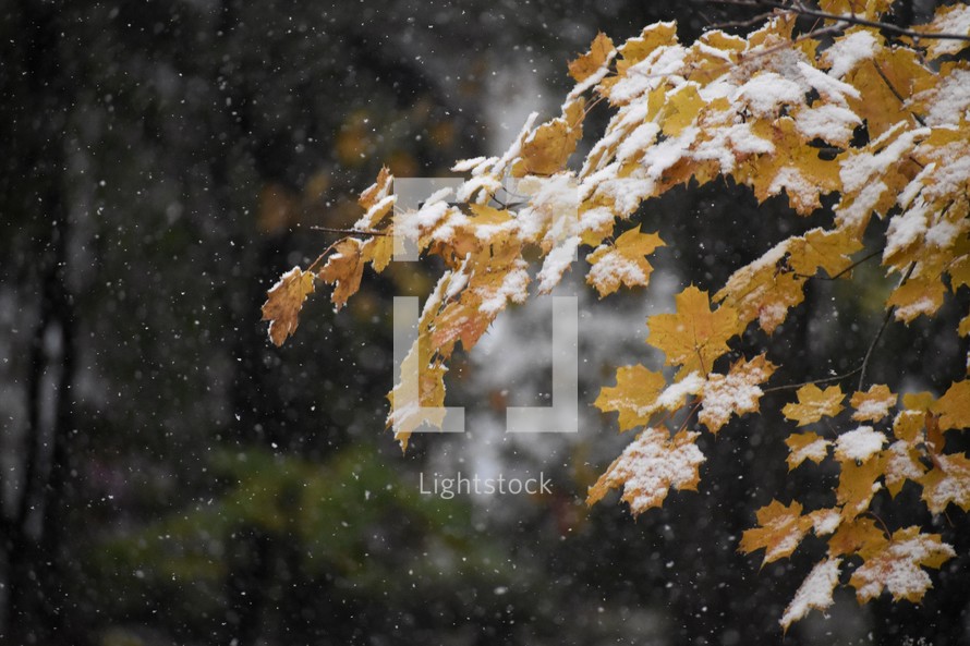 snow falling on fall leaves 
