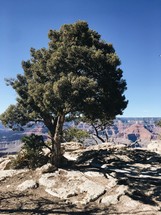 tree and canyon view 