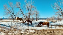 horses in a snow covered field 