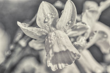 spring daffodil flower with water droplets in black and white 