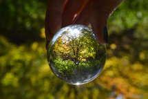 glass orb view of trees in a forest 