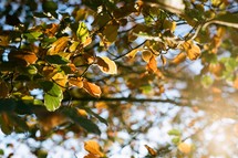 sunlight on fall leaves on a tree