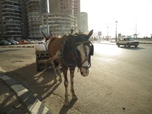 a horse pulling a wagon on the streets of Alexandria, Egypt