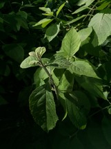 closeup of green leaves on a plant 