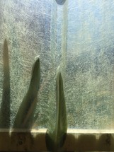 leaves and textured window