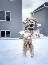dog playing in snow 
