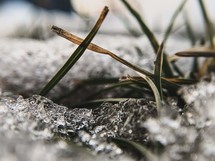 grass and melting snow 