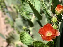 blooming cactus 