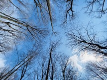 looking up at bare winter trees 
