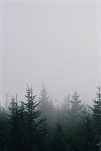 Evergreen trees in misty winter weather