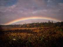 rainbow over forest 