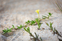 Small yellow flower growing in sand