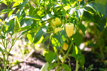 White pepper growing in garden